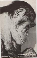 Rhenen Ouwehands Dierenpark Chimpansee 1962., Verzenden, 1960 tot 1980, Gelopen, Utrecht