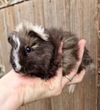 Cavia beertje, Cavia, Augustus, Mannelijk, Tam