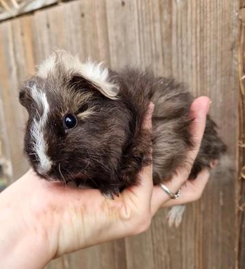 Cavia beertje beschikbaar voor biedingen