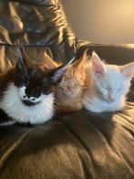 Maine coon  kittens  stamboom geteste ouders, Dieren en Toebehoren, Katten en Kittens | Raskatten | Langhaar, Meerdere dieren