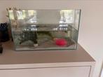 Nieuw acquarium 40x25x25 met toebrhoren, Dieren en Toebehoren, Ophalen, Zo goed als nieuw