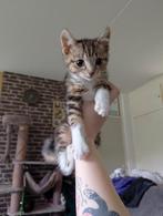 Kittens te koop. Zijn 2litters, 1e zijn 12w oud 2e zijn 6w, Dieren en Toebehoren, Meerdere dieren
