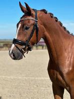 Lieve en talentvolle dressuur ruin, Dieren en Toebehoren, Paarden, Ruin, Dressuurpaard, 3 tot 6 jaar, 165 tot 170 cm