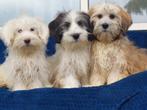 Boomer pups   ( allermandsvriendjes ), Dieren en Toebehoren, Nederland, CDV (hondenziekte), 8 tot 15 weken, Meerdere