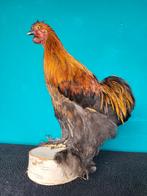 Een prachtige opgezette kip!Nr 1, Ophalen of Verzenden, Nieuw, Boerderijdier, Opgezet dier