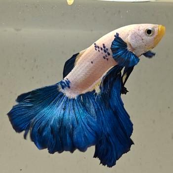 Betta splendens man 15, Dieren en Toebehoren, Vissen | Aquariumvissen, Vis