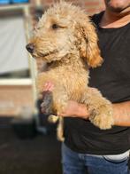 1 Teckel, 2 Labradoodles te koop, per stuk: €650, Dieren en Toebehoren, Standaard, Rabiës (hondsdolheid), 15 weken tot 1 jaar
