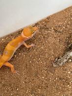 Luipaard gekko man, Dieren en Toebehoren, Hagedis, 0 tot 2 jaar
