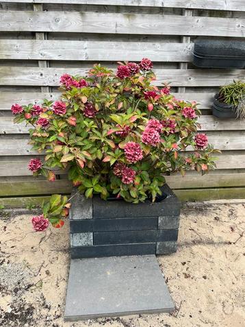 Mooie grote hortensia beschikbaar voor biedingen