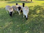 Te koop zuivere dorper dekrammen, Dieren en Toebehoren, Schapen, Geiten en Varkens, Meerdere dieren, Schaap