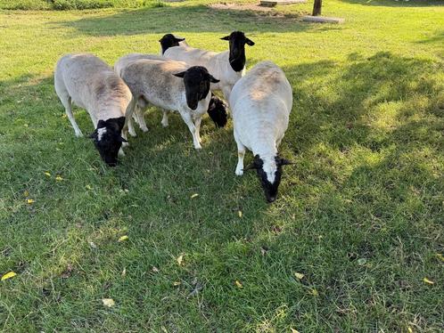 Te koop zuivere dorper dekrammen, Dieren en Toebehoren, Schapen, Geiten en Varkens, Schaap, Meerdere dieren