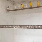 Kanaries in div kleuren zie foto’s, Meerdere dieren, Kleurkanarie