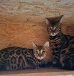 Bengaalse kitten. Er is nog maar één kitten over!, Dieren en Toebehoren, Katten en Kittens | Raskatten | Korthaar, Meerdere dieren