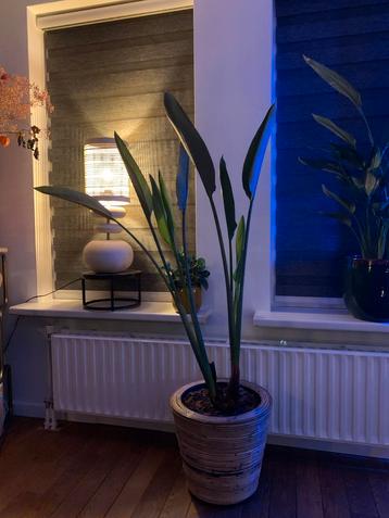 Prachtige Paradijsvogelplant met pot - Nieuwe Pekela beschikbaar voor biedingen