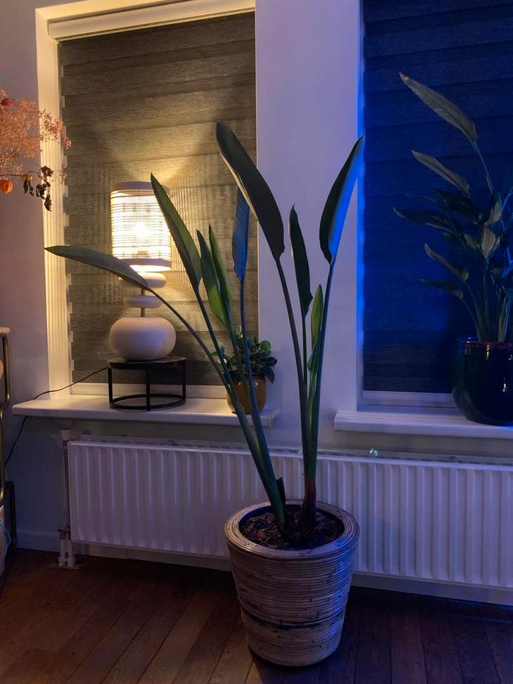 Prachtige Paradijsvogelplant met pot - Nieuwe Pekela, Huis en Inrichting, Kamerplanten, Overige soorten, 100 tot 150 cm, Bloeiende kamerplant