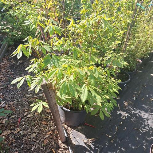 Herfstpaardenkastanje, Tuin en Terras, Planten | Struiken en Hagen, Overige soorten, Ophalen