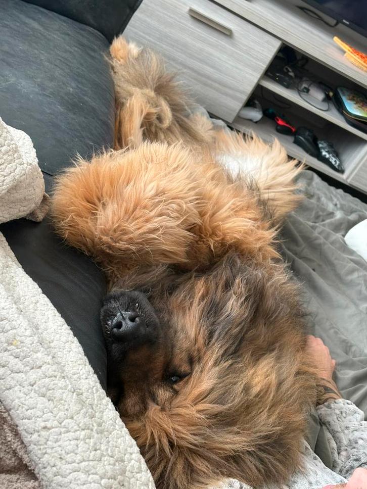 Teefje 2-2024 teab, Dieren en Toebehoren, Honden | Chihuahua's en Gezelschapshonden, Teef, Overige rassen, Particulier, Eén hond