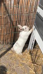 Minilop x NHD Ram GRATIS, Dieren en Toebehoren, Konijnen, Mannelijk, Dwerg