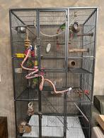 2 Superlieve handtamme agapornissen MET KOOI en benodigheden, Dieren en Toebehoren, Vogels | Duiven, Mannelijk, Overige soorten