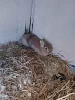 Konijnen, Dieren en Toebehoren, Meerdere dieren