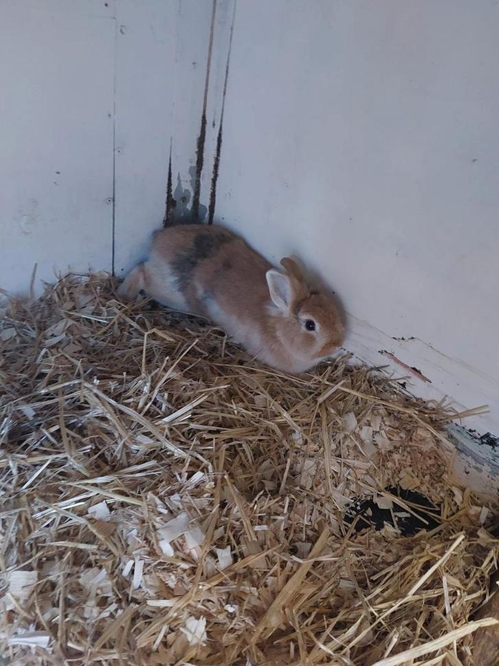 Konijnen, Dieren en Toebehoren, Konijnen, Meerdere dieren