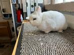 Te koop blauwoogpolen, Dieren en Toebehoren, Konijnen, Meerdere dieren, Groot