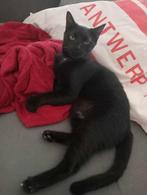 knuffeldiertje Freddy zoekt een eigen huisje, Dieren en Toebehoren, Katten en Kittens | Overige Katten, Kater, Kortharig, 0 tot 2 jaar