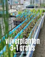 Vijverplanten 3+1 gratis, Ophalen, Nieuw