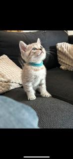 Bengaal kittens, Dieren en Toebehoren, Katten en Kittens | Raskatten | Korthaar, Meerdere dieren, Gechipt, 0 tot 2 jaar