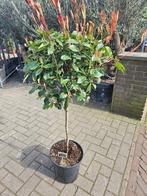 Photinia fraseri 'Red Robin' / Glansmispel