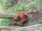 Welsumer kip gratis, Dieren en Toebehoren, Pluimvee, Meerdere dieren, Kip