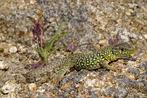 groene parel hagedissen gezocht, Dieren en Toebehoren, Reptielen en Amfibieën, Hagedis