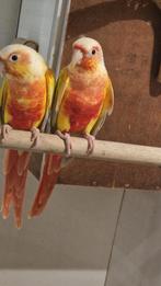 Pyrrhura Suncheek pop /en split pop broedrijp 2024, Dieren en Toebehoren, Vogels | Parkieten en Papegaaien, Meerdere dieren, Parkiet