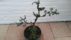 Bonsai Taxus, Halfschaduw, Overige soorten, Minder dan 100 cm, Ophalen