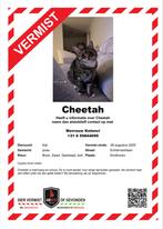 Cheetah is vermist! Echternachlaan, Kat