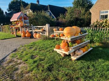 Gezellige Pompoenen en sierkalebassen  beschikbaar voor biedingen
