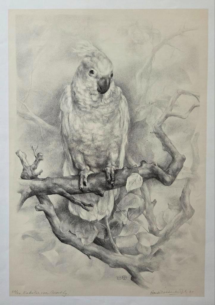Aart van Dobbenburg. 6 kunstdrukken. Kaketoe ea, Antiek en Kunst, Kunst | Litho's en Zeefdrukken, Ophalen of Verzenden