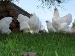 BRAHMA broedeieren wit groot ras 4€, Dieren en Toebehoren, Pluimvee, Geslacht onbekend