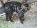 Charcoal kater bengaal, Dieren en Toebehoren, Kater