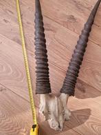 Schedel met hoorns, paardantilope., Ophalen of Verzenden