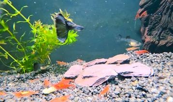 Koppeltjes Purple Moscow Dumbo Guppy's  beschikbaar voor biedingen