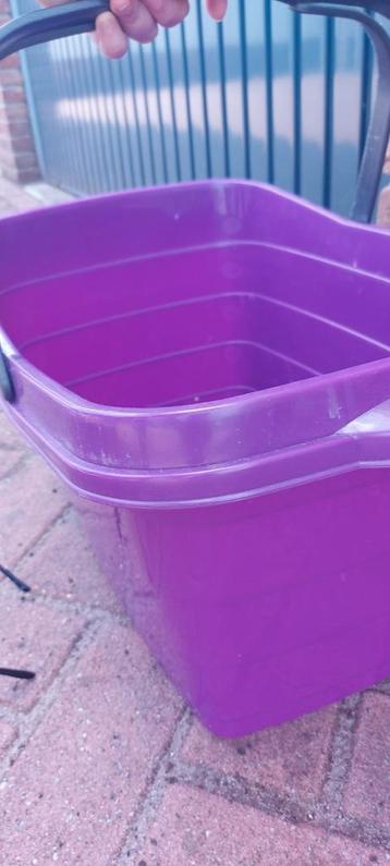 grote wasmand paars cyklaam achtig beschikbaar voor biedingen