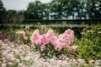 Phlox, Ophalen of Verzenden, Zomer, Overige soorten, Volle zon