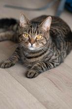 Twee lieve katers zijn nu anderhalf jaar oud., Dieren en Toebehoren, Katten en Kittens | Overige Katten, Kater