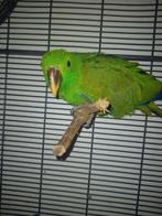 Edel papagaai mannetje, Mannelijk, Papegaai, Tam