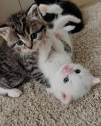 Lieve kittens Half British klaar voor reservering, Dieren en Toebehoren, Poes