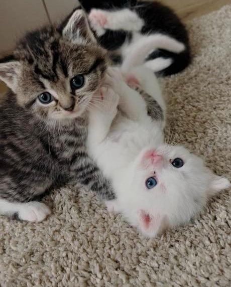 Lieve kittens Half British klaar voor reservering, Dieren en Toebehoren, Katten en Kittens | Overige Katten, Poes