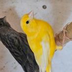 4 kanaries, Dieren en Toebehoren, Vogels | Kanaries, Meerdere dieren, Kleurkanarie