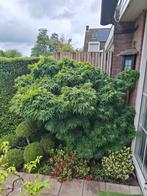 Japanse esdoorn 'mikawa yatsubusa' (tuinbonsai), Ophalen, Overige soorten