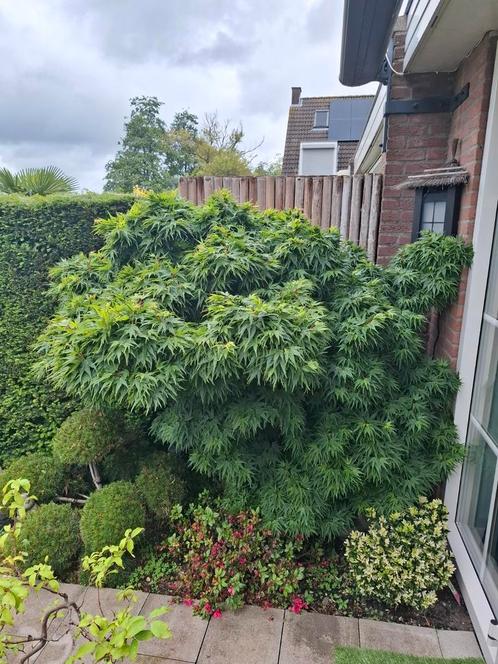 Japanse esdoorn 'mikawa yatsubusa' (tuinbonsai), Tuin en Terras, Planten | Bomen, Overige soorten, Ophalen